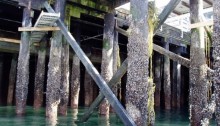 The north side of Colman Dock is supported by old creosote timber piles (pictured here) from the 1930's. That entire section of dock will be demolished and replaced with a new concrete and steel trestle.